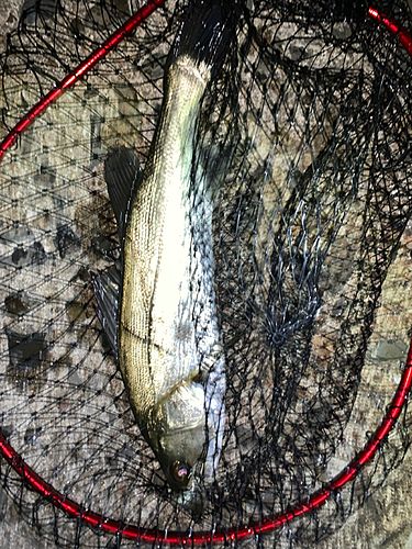 セイゴ（マルスズキ）の釣果