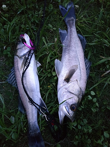 シーバスの釣果