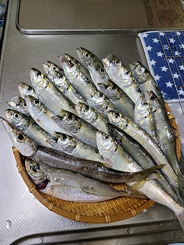 イワシの釣果