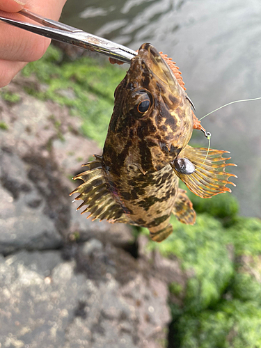 タケノコメバルの釣果