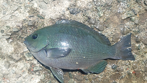 クチブトグレの釣果