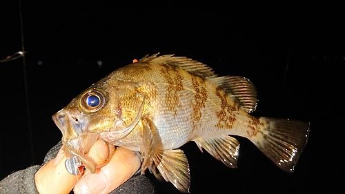 メバルの釣果