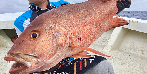 ゴマフエダイの釣果