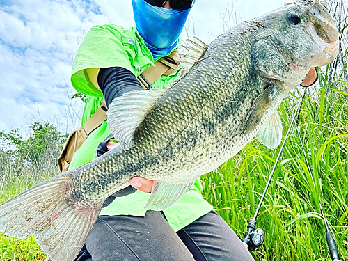 ブラックバスの釣果