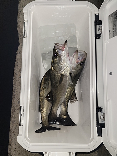 シーバスの釣果