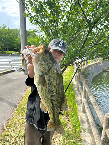 ブラックバスの釣果