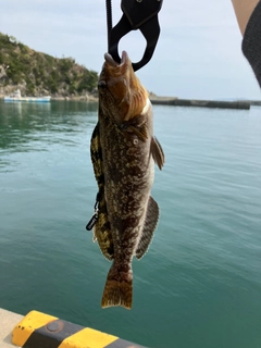 アイナメの釣果