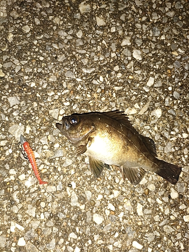 シロメバルの釣果