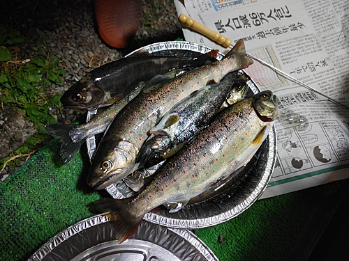 アマゴの釣果