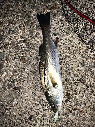 セイゴ（マルスズキ）の釣果