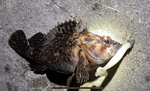 ムラソイの釣果