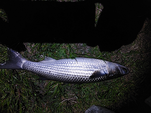 ボラの釣果