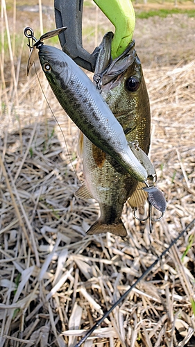 ブラックバスの釣果