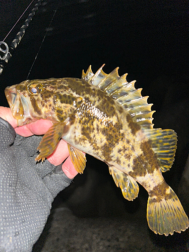 タケノコメバルの釣果