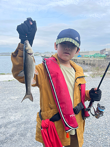 ウグイの釣果