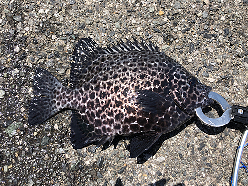 イシガキダイの釣果