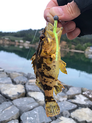 タケノコメバルの釣果