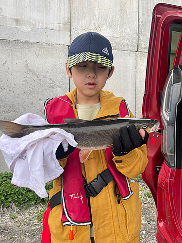 マルタウグイの釣果