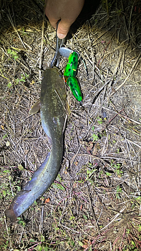 マナマズの釣果