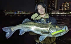 シーバスの釣果