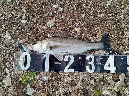 フッコ（マルスズキ）の釣果