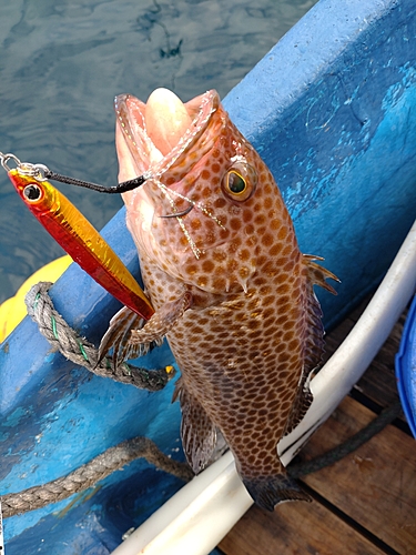 オオモンハタの釣果