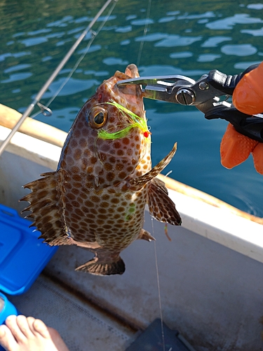 オオモンハタの釣果