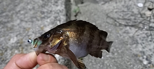 メバルの釣果