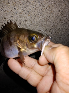 シロメバルの釣果