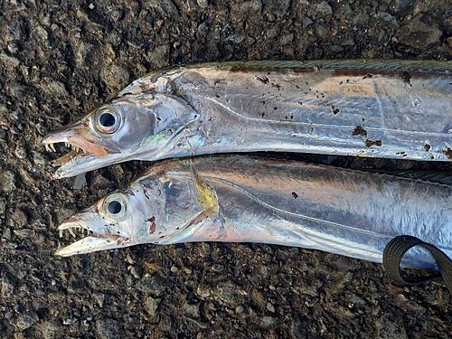 タチウオの釣果