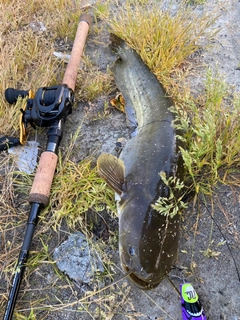 ナマズの釣果