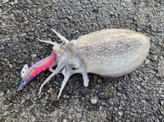 シリヤケイカの釣果