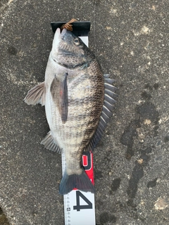 クロダイの釣果