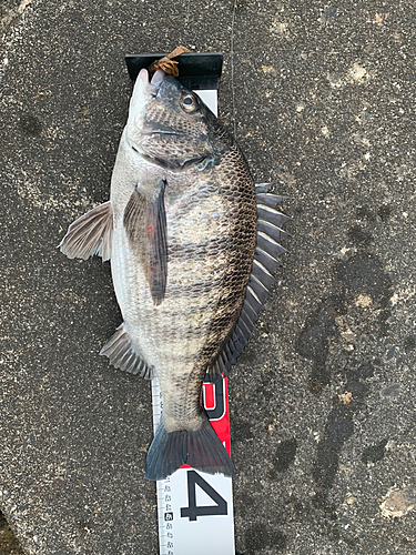 クロダイの釣果