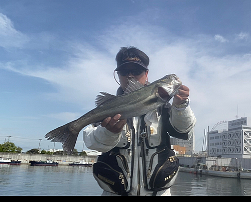 ハネ（マルスズキ）の釣果