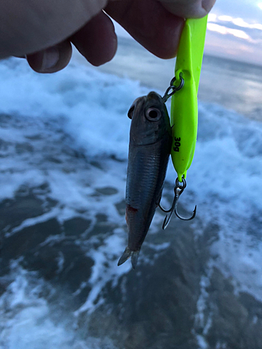 カタクチイワシの釣果