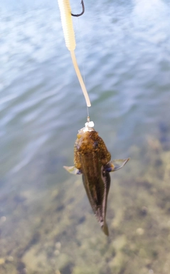 チチブの釣果