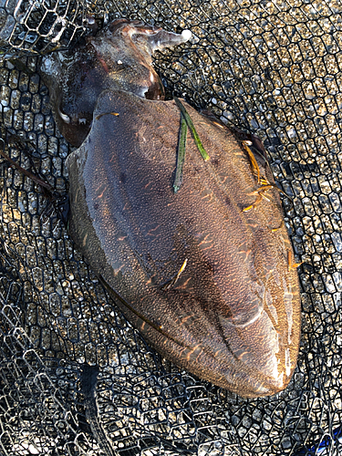 コウイカの釣果