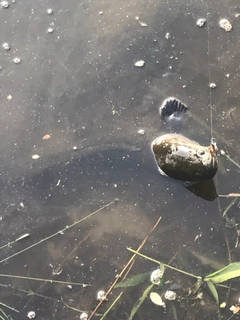 ライギョの釣果