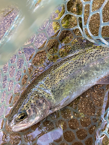 ニジマスの釣果