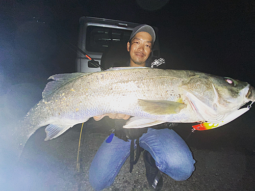 スズキの釣果