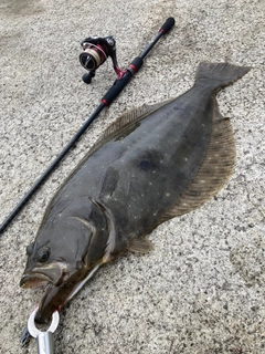 ヒラメの釣果