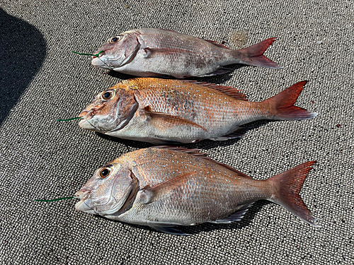 マダイの釣果