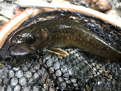 イワナの釣果