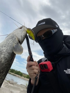 ナマズの釣果