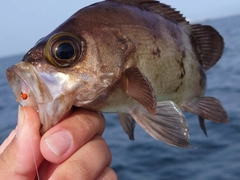 メバルの釣果