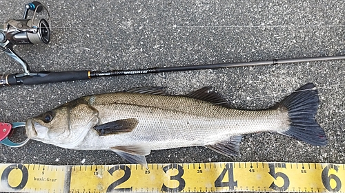 シーバスの釣果