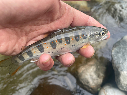 アマゴの釣果