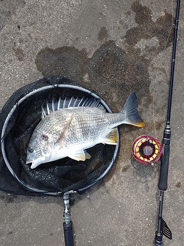 キビレの釣果