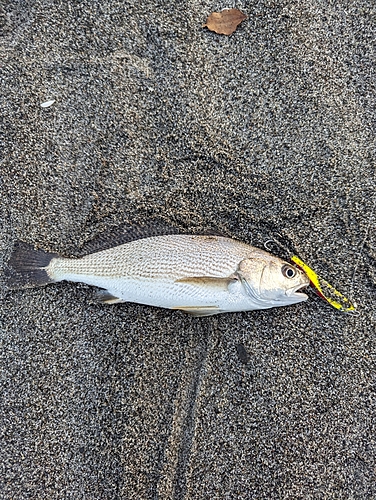 イシモチの釣果